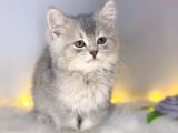 Bri̇ti̇sh Shorthai̇r Blue Golden