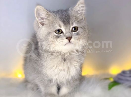 Bri̇ti̇sh Shorthai̇r Blue Golden görsel