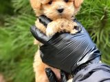 Xxs En Özel Görsel Sahi̇p Mi̇ni̇ Malti̇poo (Dişi)