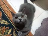 Scotish Straight Blue Dişi 3,5 Aylık