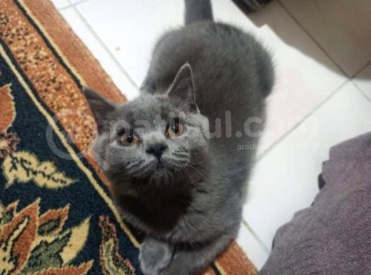 Scotish Straight Blue Dişi 3,5 Aylık görsel