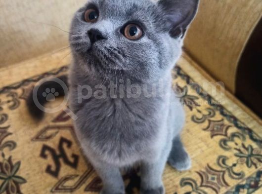 Scotish Straight Blue Dişi 3,5 Aylık