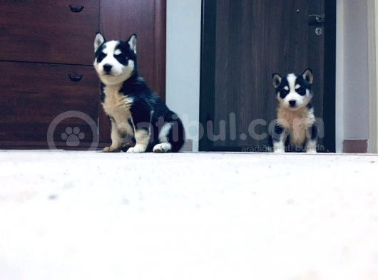 Sağlıklı Husky Yavrularımız