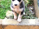 Sağlıklı Husky Yavrularımız