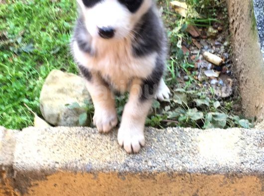 Sağlıklı Husky Yavrularımız görsel