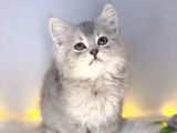 Bri̇ti̇sh Shorthai̇r Blue Golden