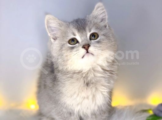 Bri̇ti̇sh Shorthai̇r Blue Golden görsel