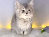 Bri̇ti̇sh Shorthai̇r Blue Golden