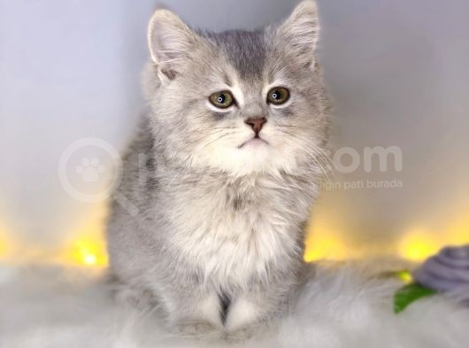 Bri̇ti̇sh Shorthai̇r Blue Golden görsel