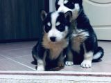Sağlıklı Husky Yavrularımız