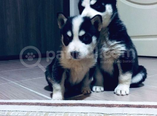 Sağlıklı Husky Yavrularımız görsel