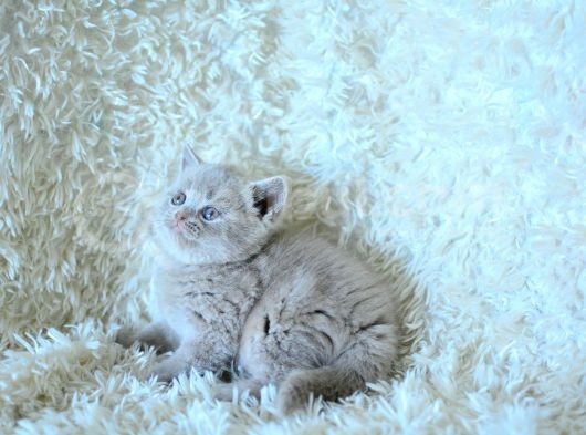 Baby Face Li̇lca Bri̇ti̇sh Shorthai̇r görsel