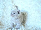 Baby Face Li̇lca Bri̇ti̇sh Shorthai̇r
