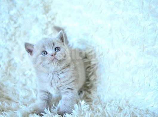 Baby Face Li̇lca Bri̇ti̇sh Shorthai̇r görsel