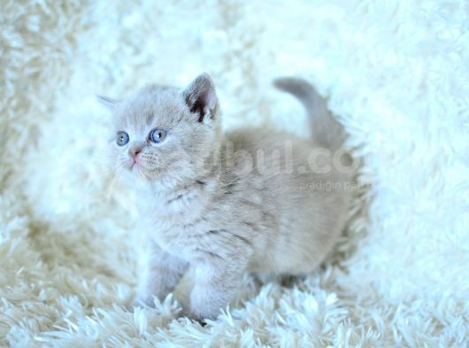 Baby Face Li̇lca Bri̇ti̇sh Shorthai̇r görsel