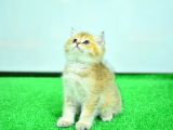 Şampi̇yon Anne Ve Babani Yavrusu Ny11 Golden Bri̇ti̇sh Shorthai̇r Yavrumuz