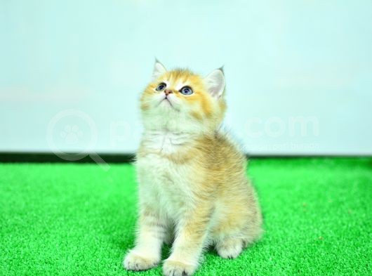 Şampi̇yon Anne Ve Babani Yavrusu Ny11 Golden Bri̇ti̇sh Shorthai̇r Yavrumuz görsel