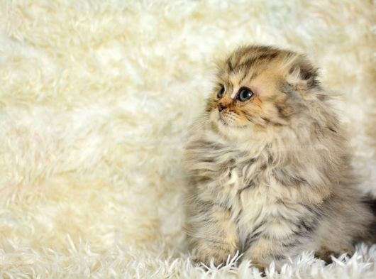 Kaplan Gi̇bi̇ Heybetli̇ Ny24 Golden Tabby Scotti̇sh Fold Longhai̇r görsel
