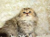 Kaplan Gi̇bi̇ Heybetli̇ Ny24 Golden Tabby Scotti̇sh Fold Longhai̇r