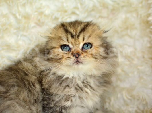 Kaplan Gi̇bi̇ Heybetli̇ Ny24 Golden Tabby Scotti̇sh Fold Longhai̇r