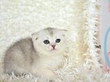 Güzel Surat Yapisina Sahi̇p Si̇lver Shaded Scotti̇sh Fold Yavrumuz