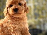 Sevimli Toy Poodle Bebekler