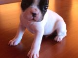 8 Haftalık Has French Bulldog