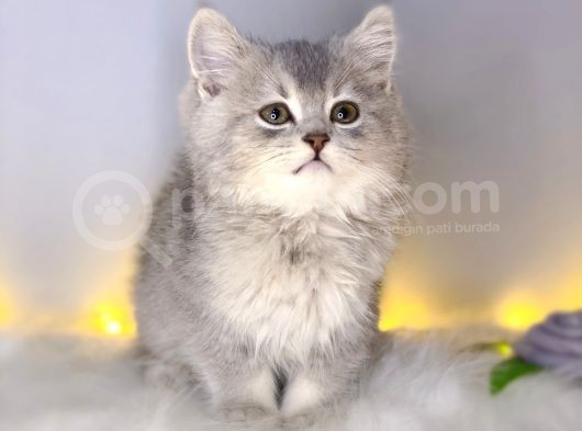 Bri̇ti̇sh Shorthai̇r Blue Golden