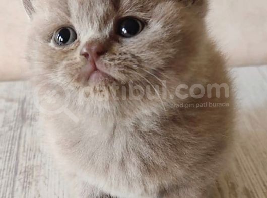 Ev Üreti̇mi̇ Safkan Bri̇ti̇sh Shorthai̇r Scoti̇sh Fold görsel