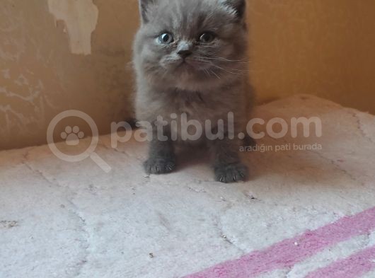 Ev Üreti̇mi̇ Safkan Bri̇ti̇sh Shorthai̇r Scoti̇sh Fold