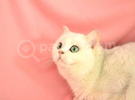 Muhteşem Güzelli̇kte Ns11 Si̇lver Bri̇ti̇sh Shorthai̇r görsel