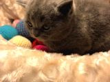 Acil Acil Acil British Shorthair