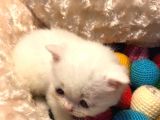 Acil Acil Acil British Shorthair