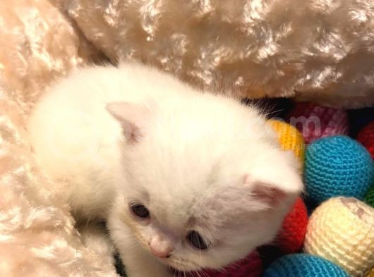 Acil Acil Acil British Shorthair görsel