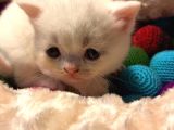 Acil Acil Acil British Shorthair