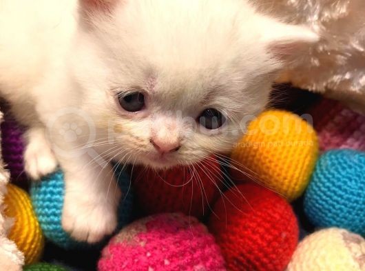 Acil Acil Acil British Shorthair görsel