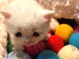 Acil Acil Acil British Shorthair