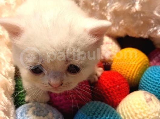 Acil Acil Acil British Shorthair görsel