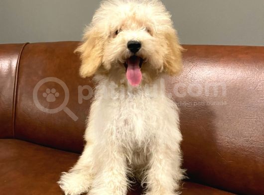 5 Aylık Dişi Apricot Toy Poodle Bebek görsel