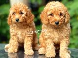 Dark Apricot Toy Poodle Dişi Yavrular
