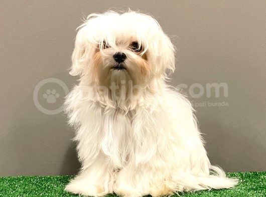 6 Aylık 1600 Gram Dişi Mini Maltese Terrier Yavrumuz görsel