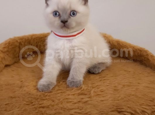 Safkan Blue Point Yavrular Yeni Yuvasına Hazırlar görsel