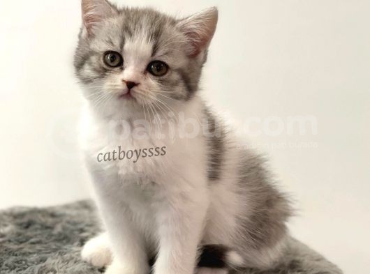 Bi Color British Shorthair Dişi Yavrumuz görsel