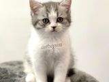 Bi Color British Shorthair Dişi Yavrumuz