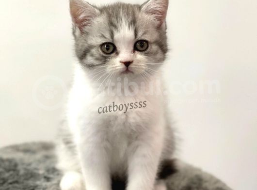 Bi Color British Shorthair Dişi Yavrumuz görsel