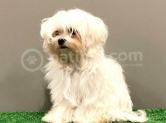 6 Aylık 1600 Gram Dişi Mini Maltese Terrier Yavrumuz görsel