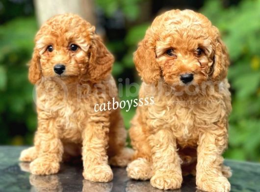 Dark Apricot Toy Poodle Dişi Yavrular görsel