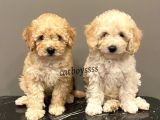 Apricot Toy Poodle Yavrularımız