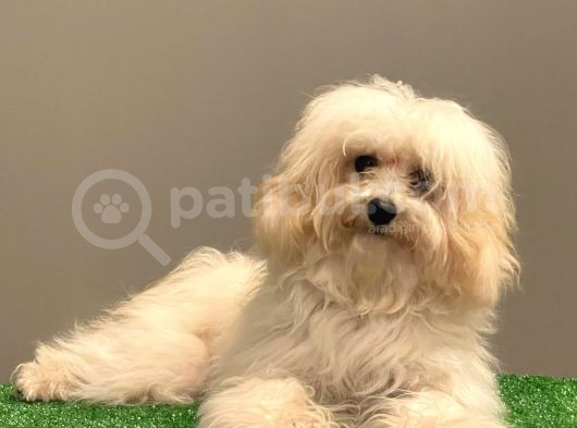 Orjinal Maltipoo Erkek Yavrumuz görsel