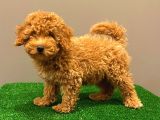 Muhteşem Dişi Red Toy Poodle Yavrumuz